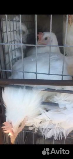 Куры Несушки