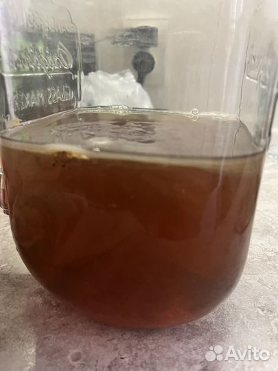 Чайный гриб