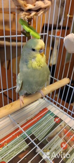 Попугай Волнистый выставочный