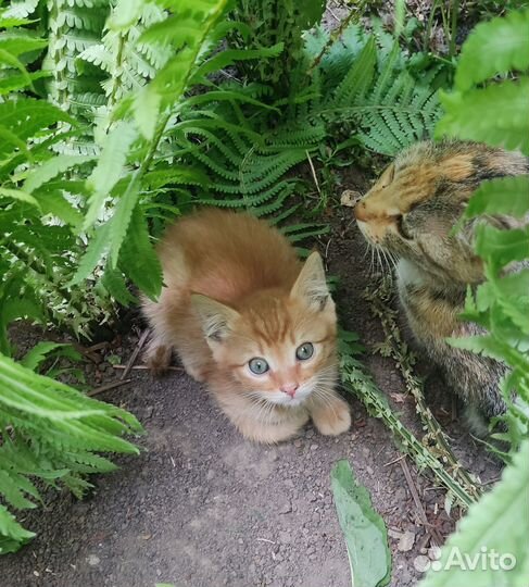 Отдам котят в добрые руки