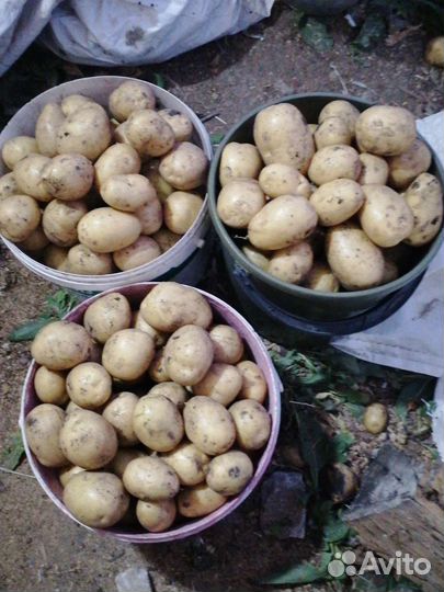 Продам картофель