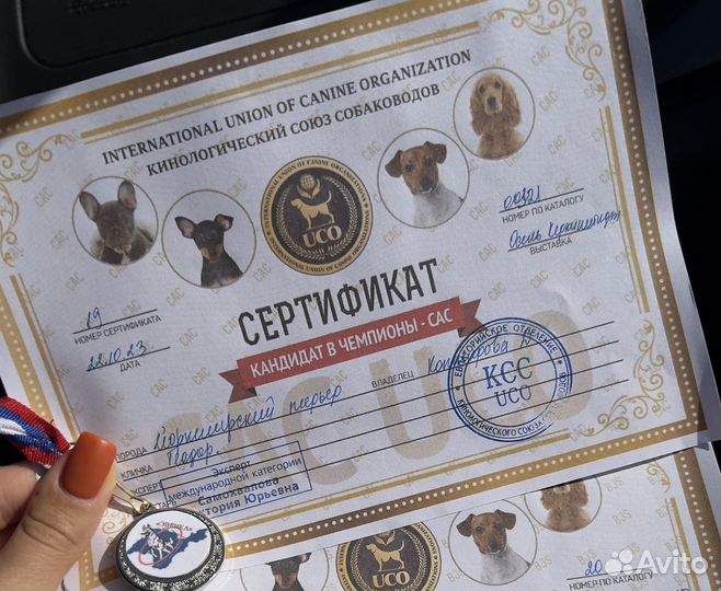 Йоркширский терьер вязка мальчик