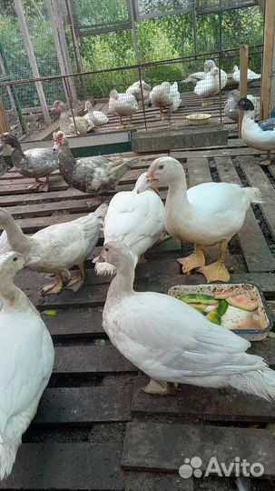 Индоутки на племя