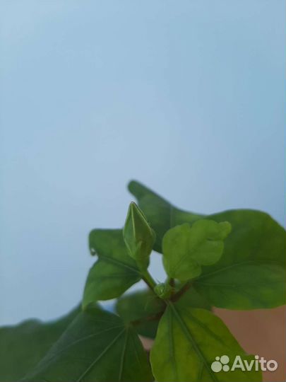 Гибискус AnDu Sugar Plum и Coy beauty, Chis