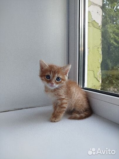 Котята