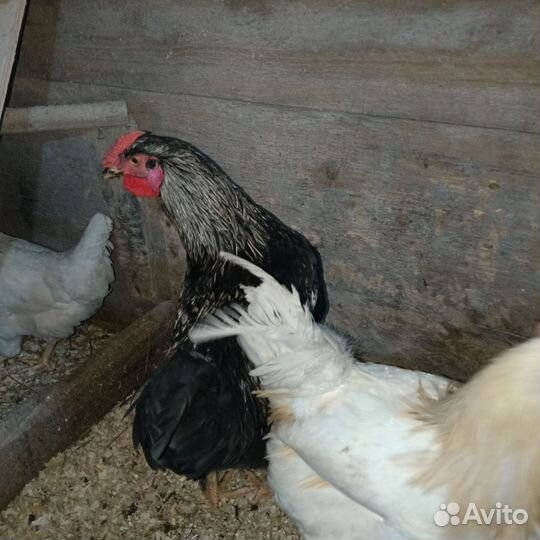 Молодые петухи