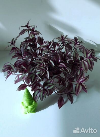 Традесканция разные сорта Комнатные растения цветы