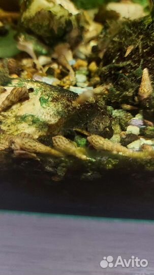 Аквариумные улитки мелании