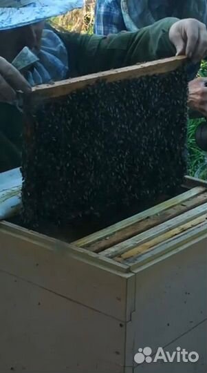 Среднерусская медоносная пчела с ульями Дадан