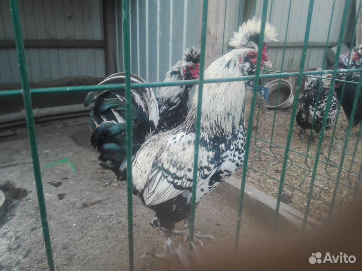 Петровские петушки 2шт