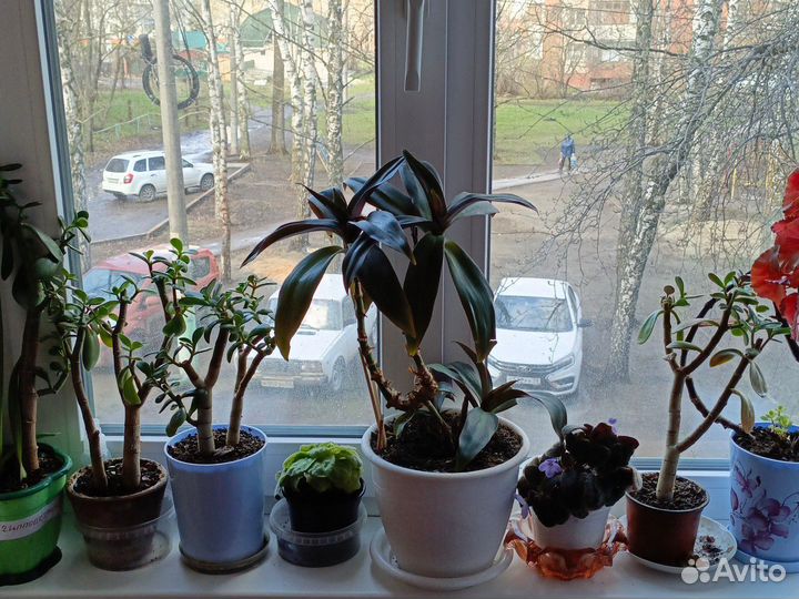 Комнатные цветы
