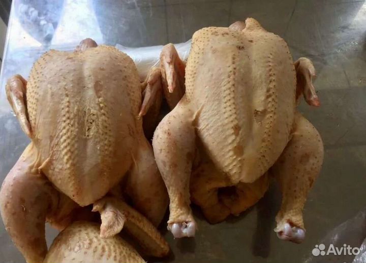 Цыпленок бройлера домашнего