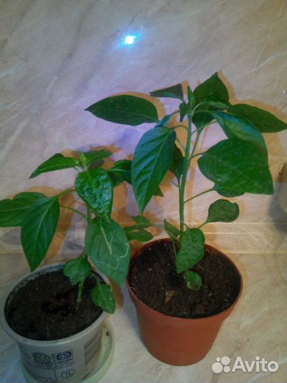 Рассада острого перца