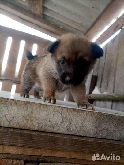 Щенята в добрые руки