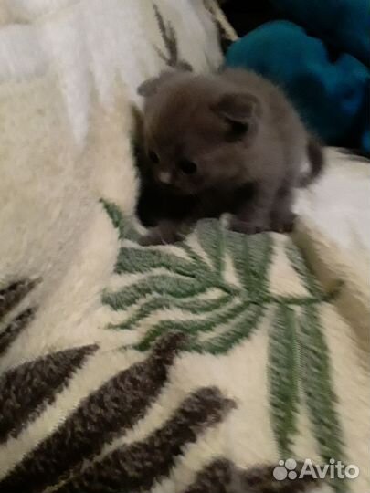 Отдам котенка