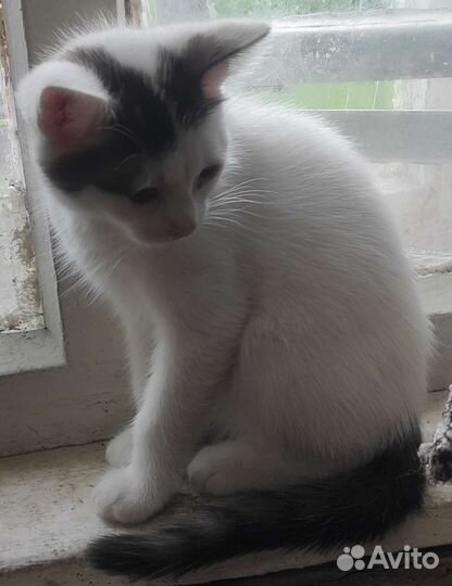 Котенок мальчик в дар