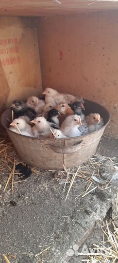 Домашние куриные яйца
