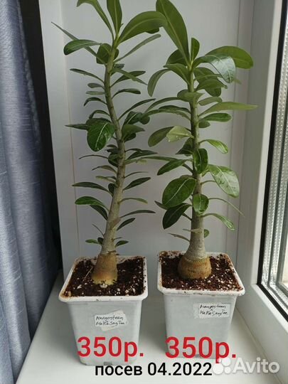 Адениум обесум (тучный) 1