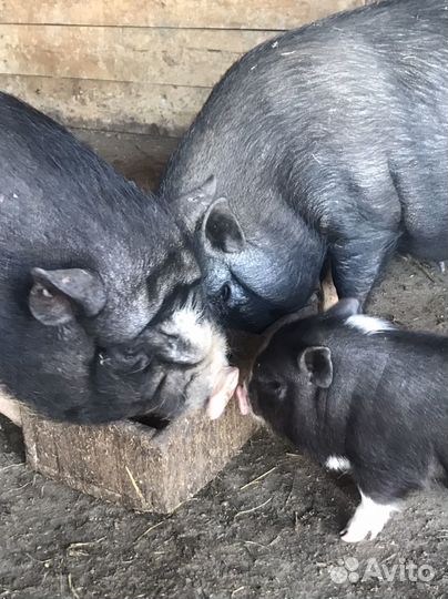 Хряк услуги на племя Вьетнамской породы