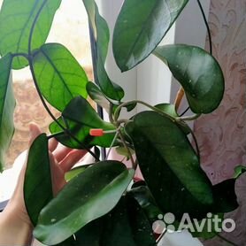 Хойя Бьякенсис Hoya sp. Biakensis - Комнатные растения | Facebook