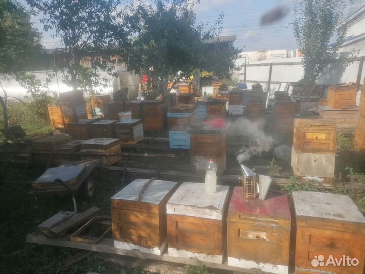 Пчелопакеты