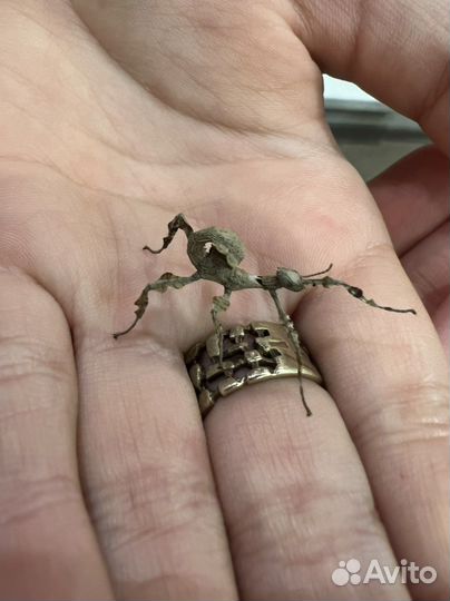 Австралийский палочник