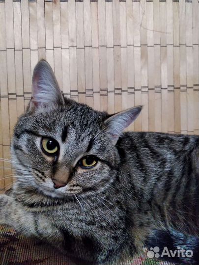 Европейская