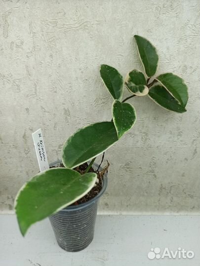 Хойя (разные сорта)