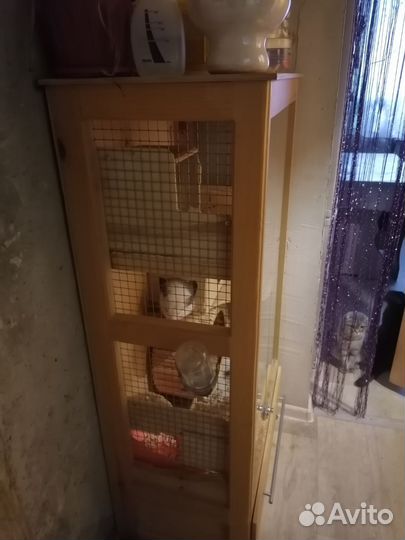 Шиншиллы с домом витриной