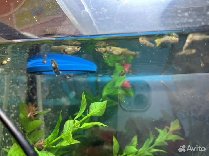 Рыбки гуппи