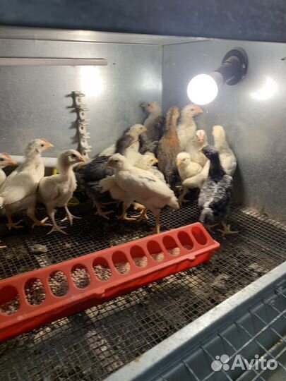 Цыплята несушки