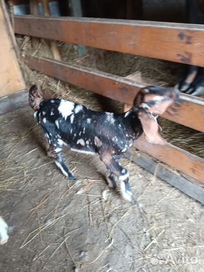 Продам нубийских козлят и козла очень крупный