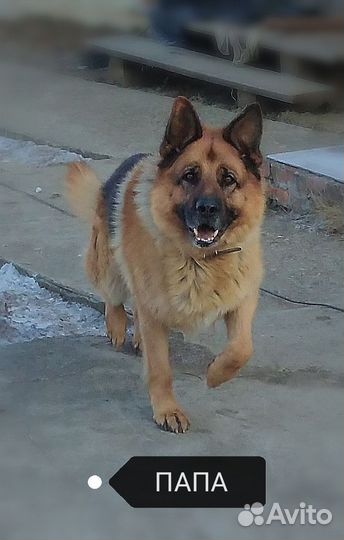 Щенки немецкой овчарки. Девочка