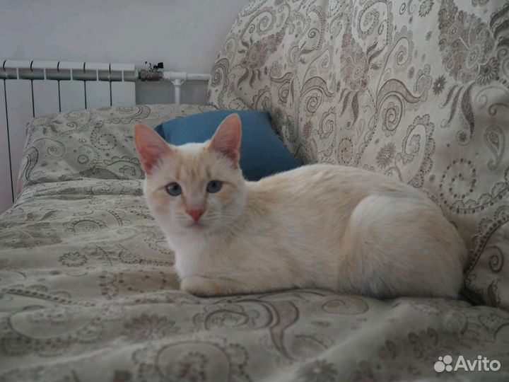 Тайский кот red point купить в Москве | Животные и зоотовары | Авито