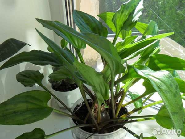 Луковицы дримиопсиса