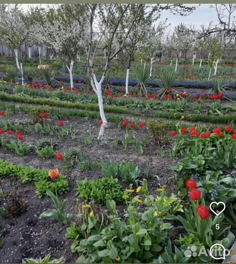 Садовые цветы