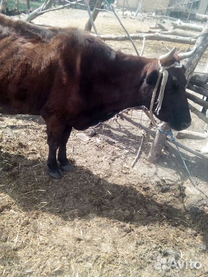 Коровы тёлки и бычки