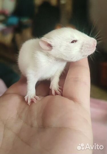 Дамбо крысята