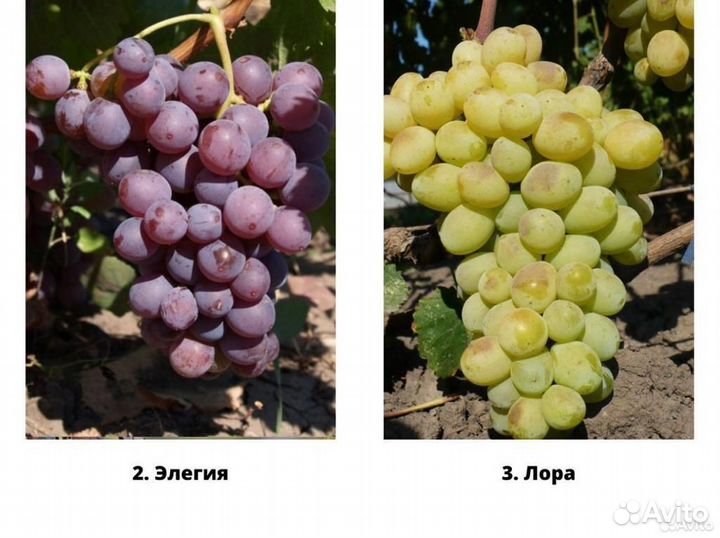 Саженцы винограда