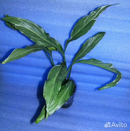 Спатифиллумы