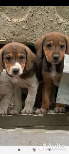 Щенки