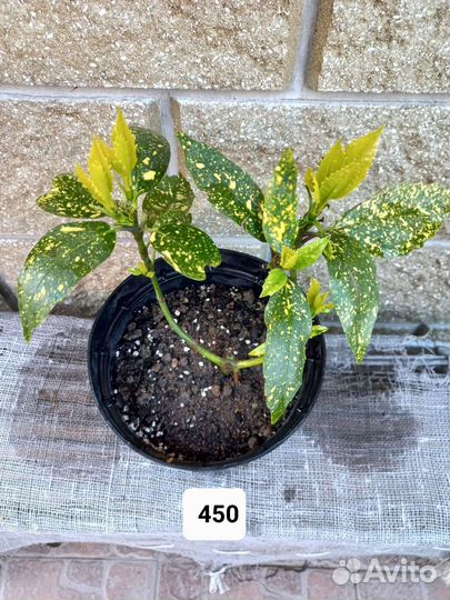 Вечнозелёная аукуба куст