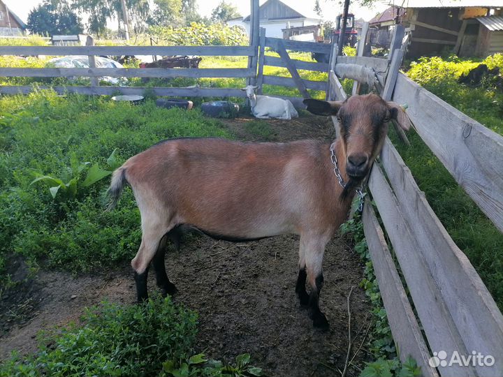 Козлики, 4 месяца