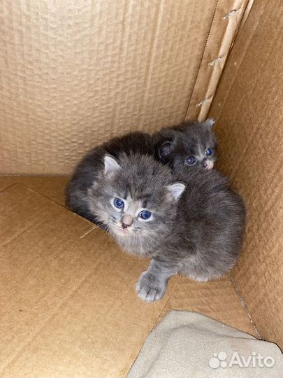 Котята отдам бесплатно в добрые руки