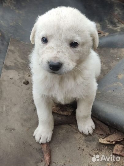 Щенки в добрые руки
