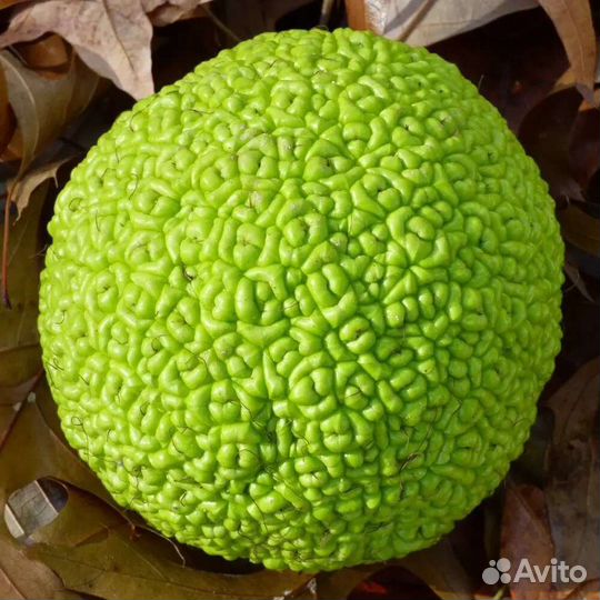 Плоды маклюры (адамово яблоко)