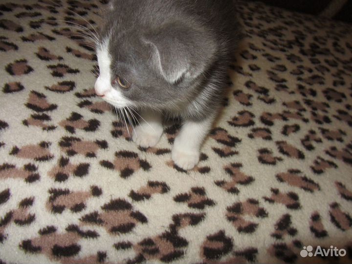 Шотландский вислоухий хайленд. И его потомство