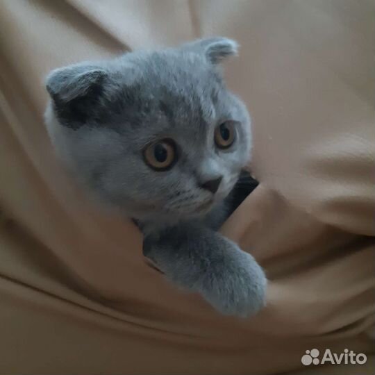 Шотландская вислоухая