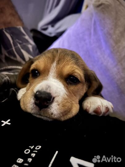 Собака бигль