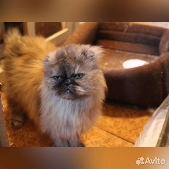 Кошка перс Корица в добрые руки, 2 года